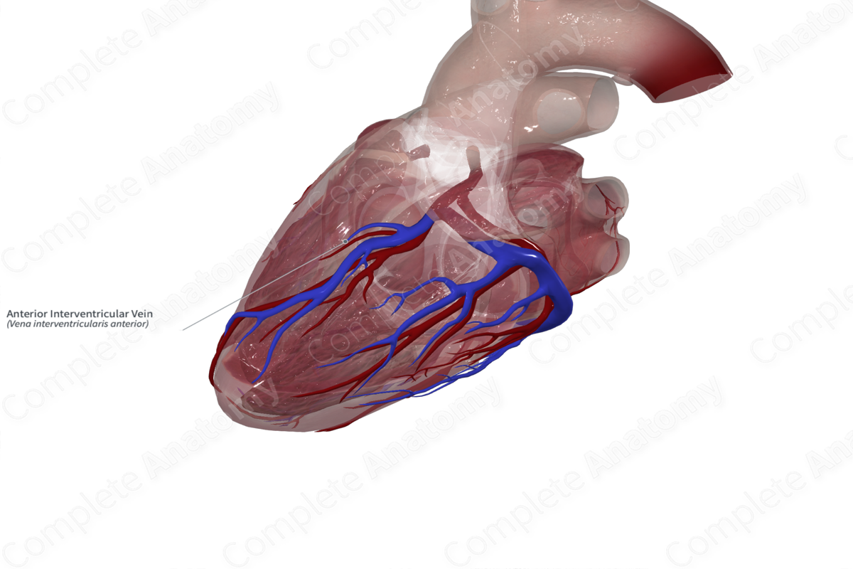 Anterior Interventricular Vein