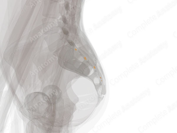 Sacral Nerves (Left)