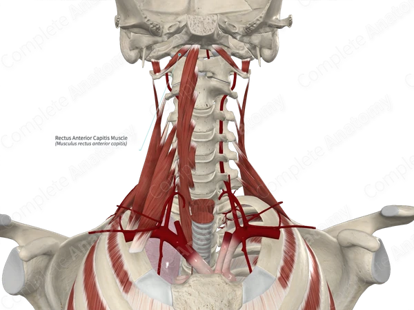 Rectus Anterior Capitis Muscle 