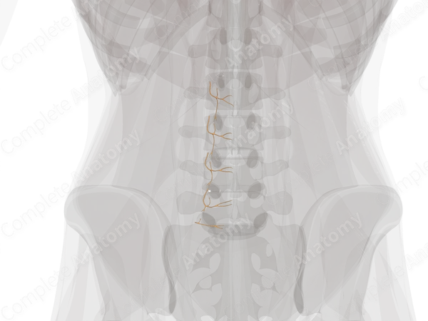 Medial Branches of Posterior Rami of Lumbar Nerves (Left)