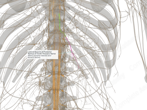 Lateral Branch of Posterior Ramus of Tenth Thoracic Nerve (Left)