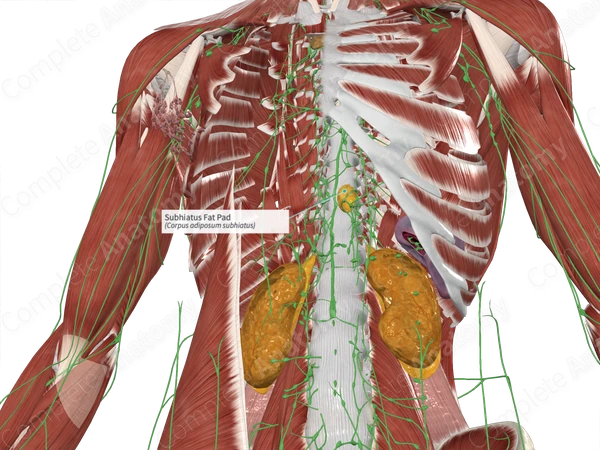 Subhiatus Fat Pad