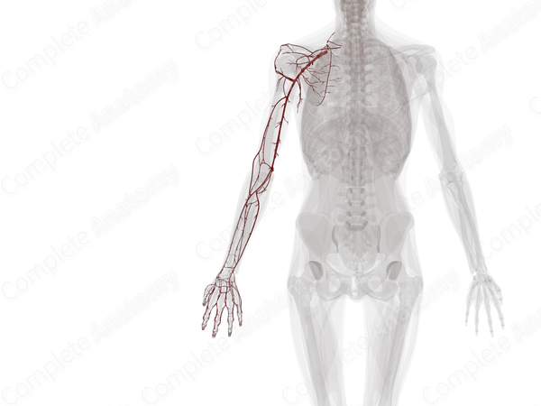 Arteries of Upper Limb (Left)