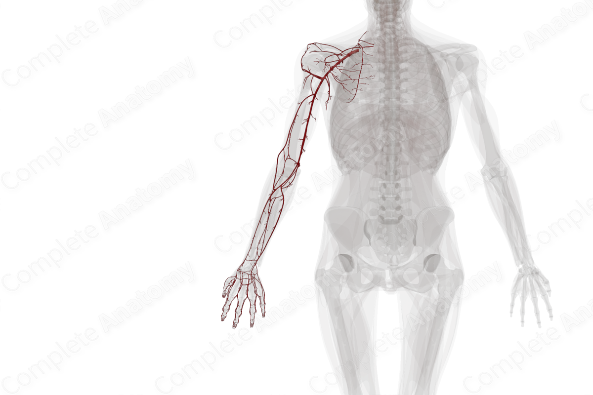 Arteries of Upper Limb (Left)