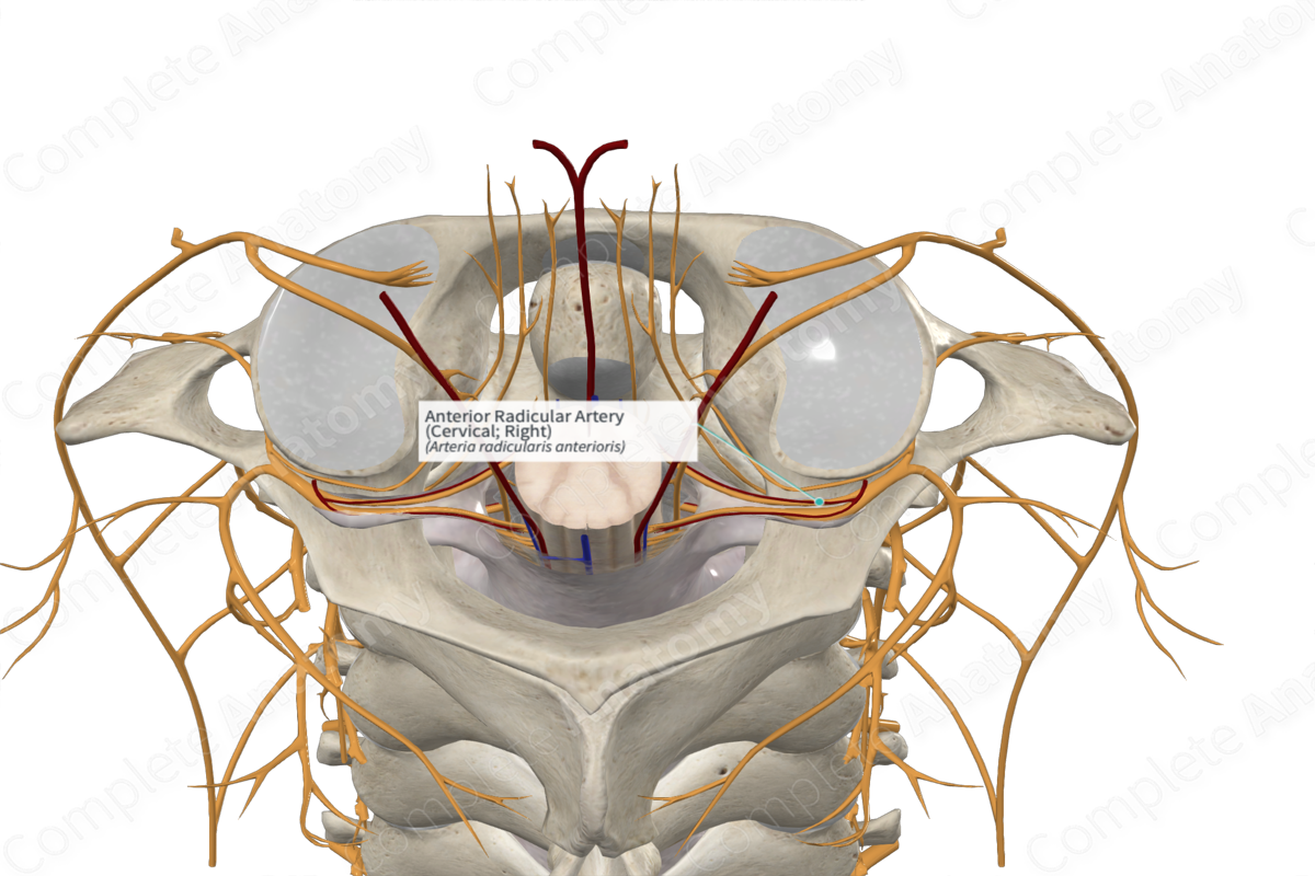 Anterior Radicular Artery (Cervical; Right)
