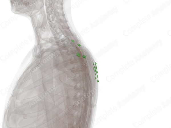 Lymph Nodes of Back