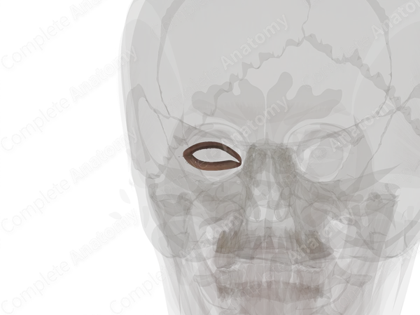 Skin of Eyelid (Left)