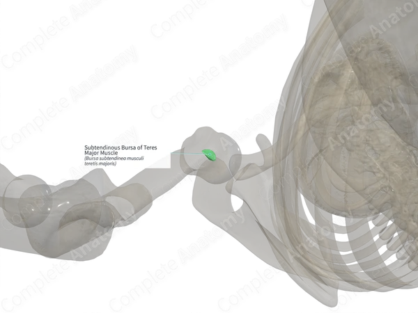 Subtendinous Bursa of Teres Major Muscle (Left)