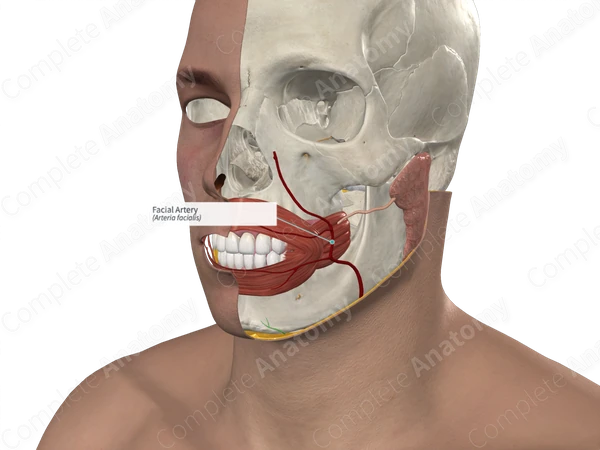 Facial Artery