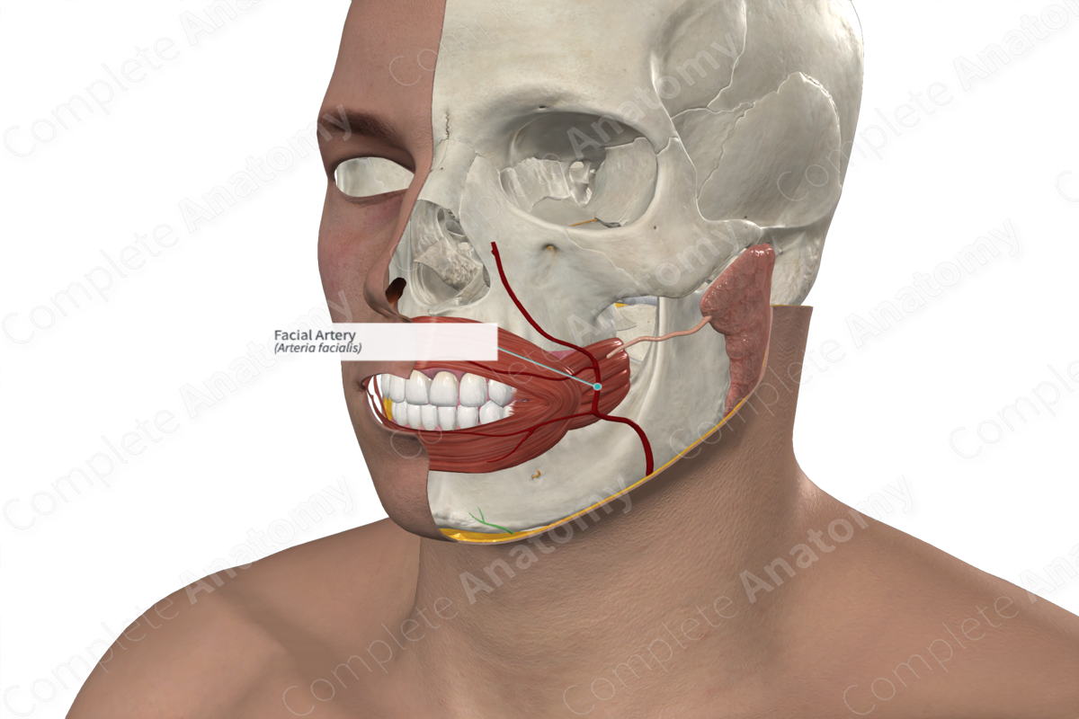 Facial Artery 