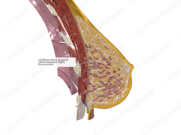 Lactiferous Ducts (Superior Lateral Quadrant; Right)