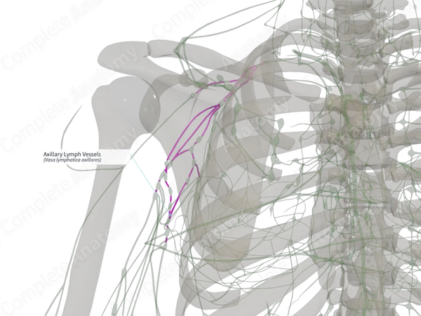 Axillary Lymph Vessels (Right)