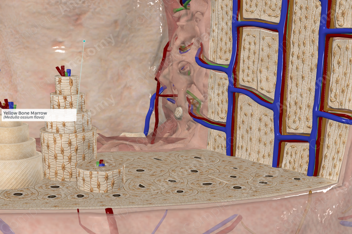 Yellow Bone Marrow | Complete Anatomy