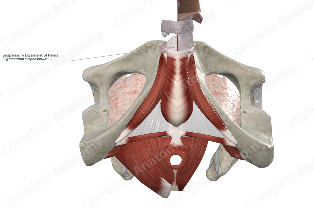 Suspensory Ligament of Penis