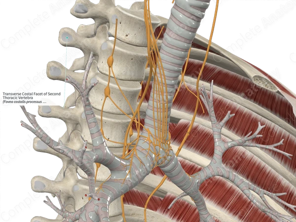 Transverse Costal Facet of Second Thoracic Vertebra 