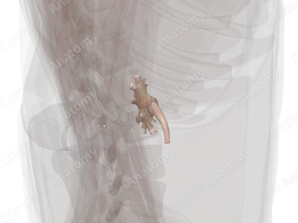 Renal Sinus (Left)