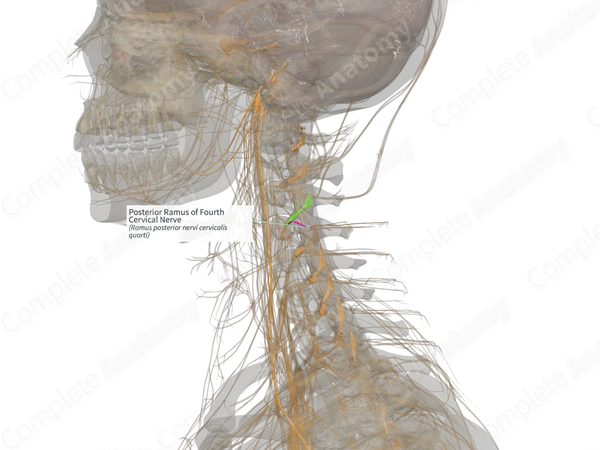 Posterior Ramus of Fourth Cervical Nerve (Left)
