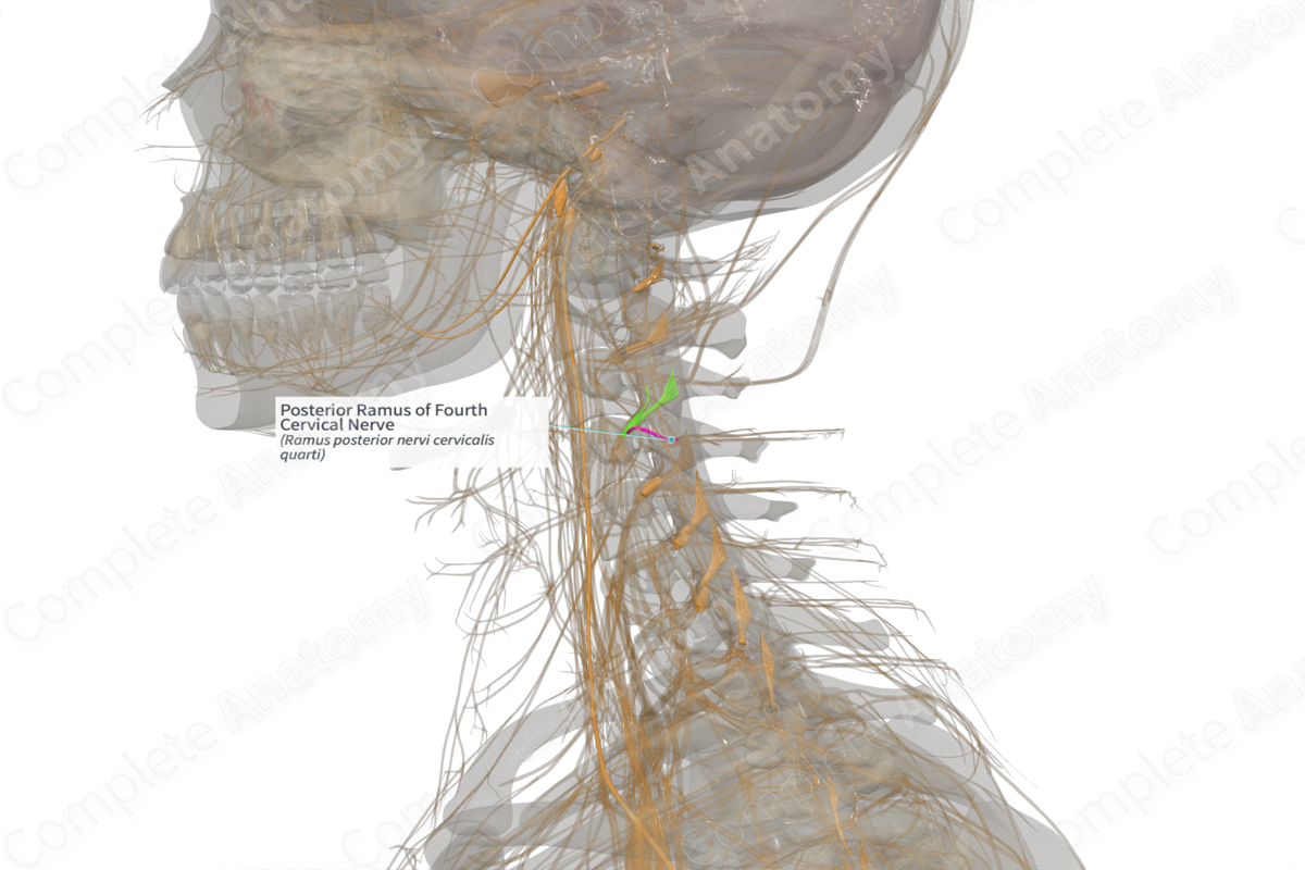 Posterior Ramus of Fourth Cervical Nerve (Left)