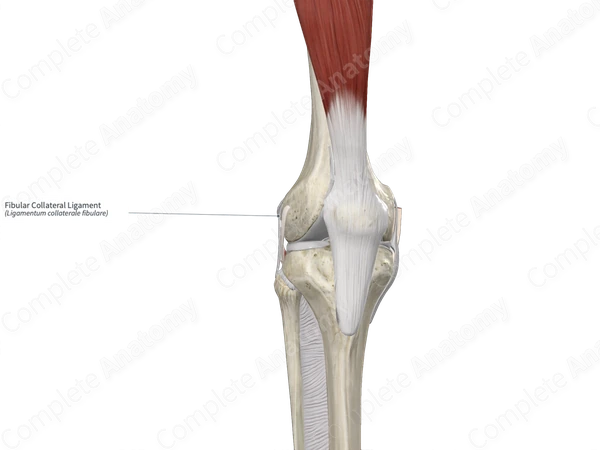 Fibular Collateral Ligament