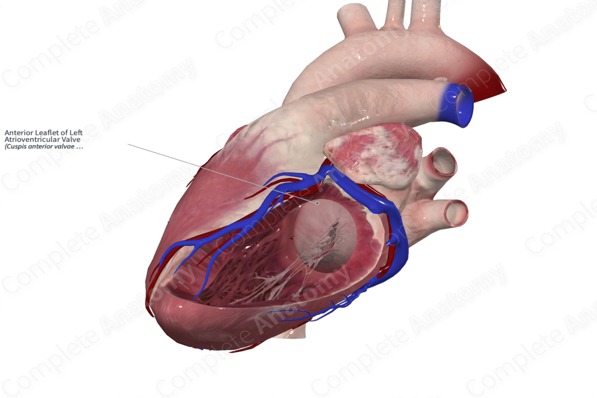 Anterior Leaflet of Left Atrioventricular Valve Complete Anatomy