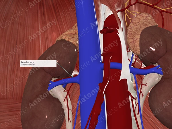 Renal Artery (Right)
