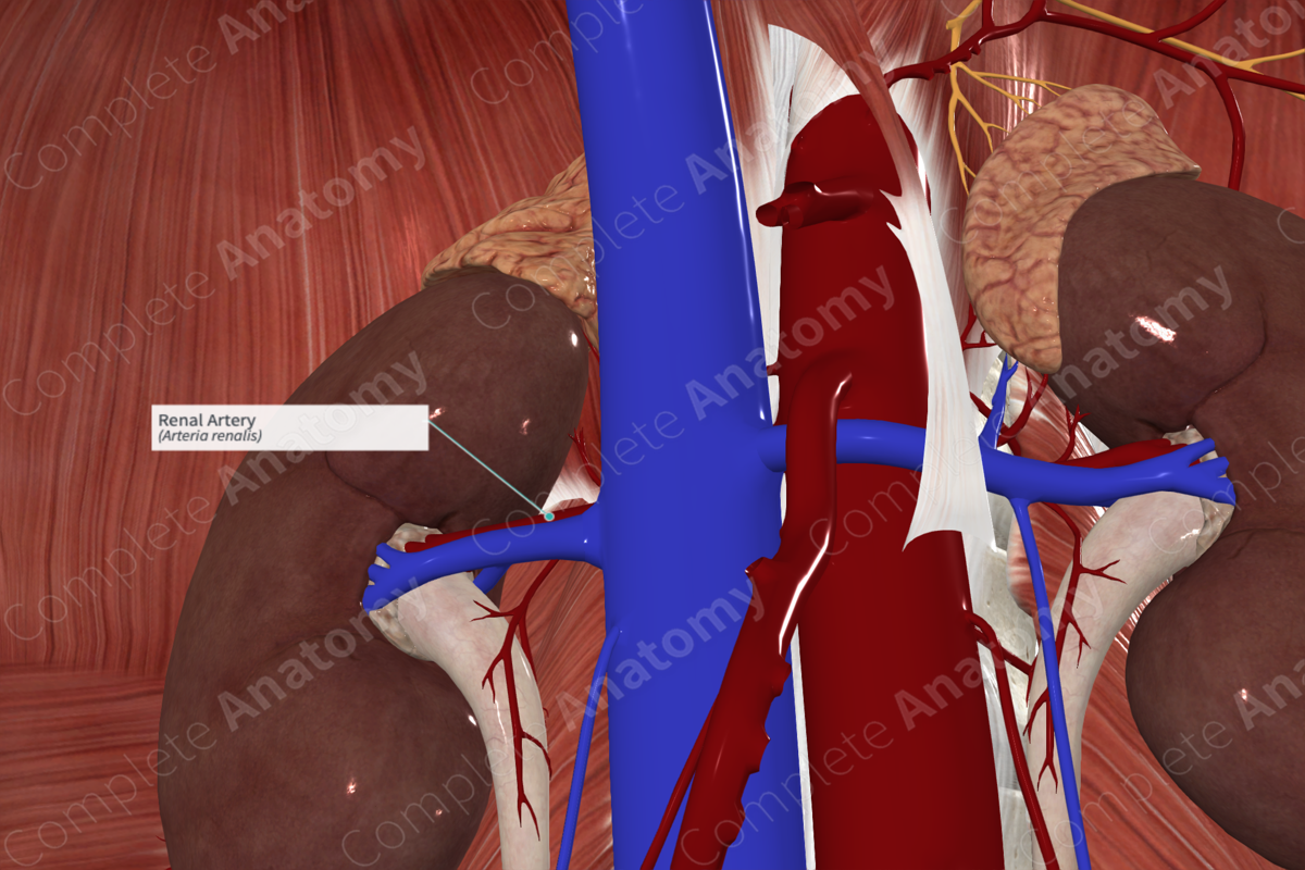 Renal Artery (Right)