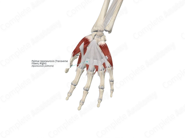 Palmar Aponeurosis (Transverse Fibers; Left)