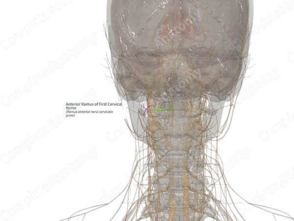 Anterior Ramus of First Cervical Nerve (Left)