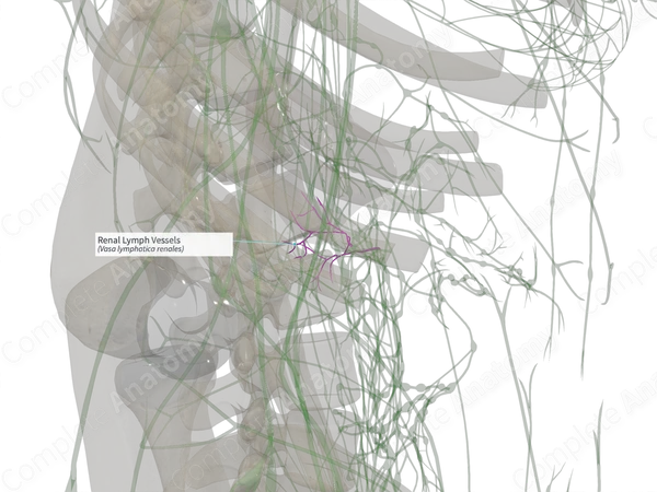 Renal Lymph Vessels (Right)