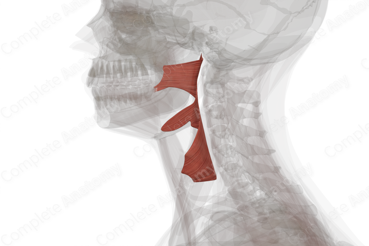 Pharyngeal Constrictor Muscles (Left)