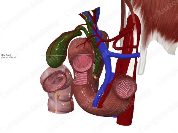 Bile Duct