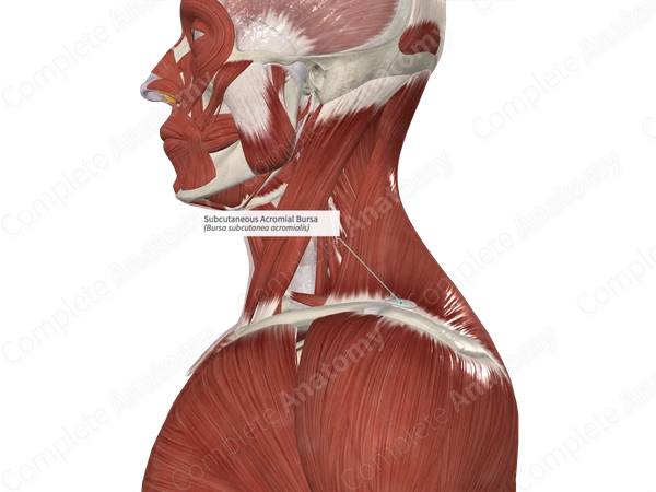 Subcutaneous Acromial Bursa
