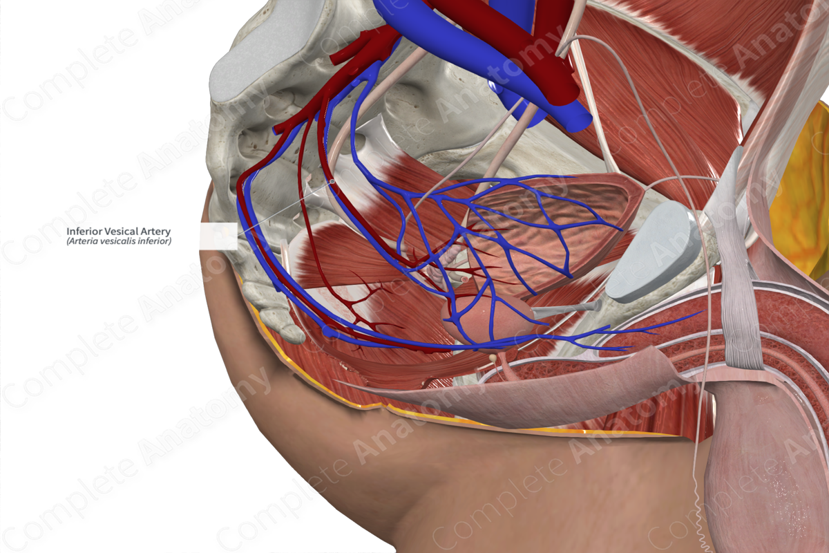 Inferior Vesical Artery 