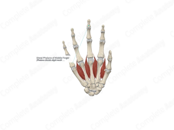 Distal Phalanx of Middle Finger 