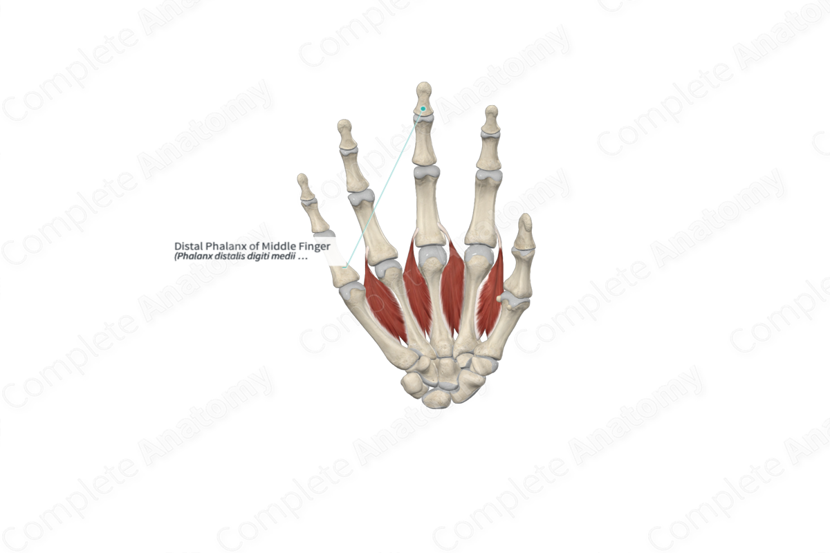 Distal Phalanx of Middle Finger 