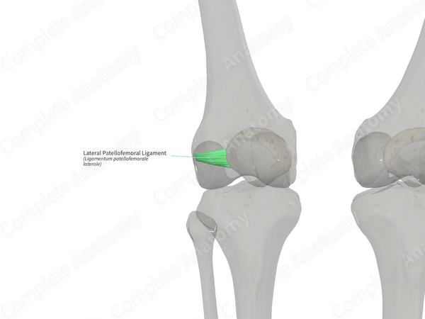 Lateral Patellofemoral Ligament (Right)