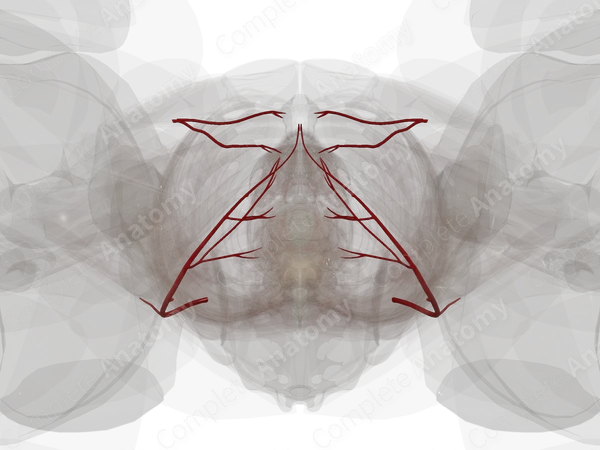 Arteries of Urogenital Triangle