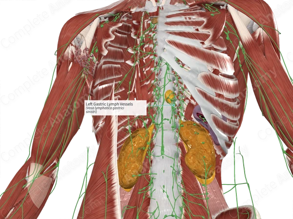 Left Gastric Lymph Vessels