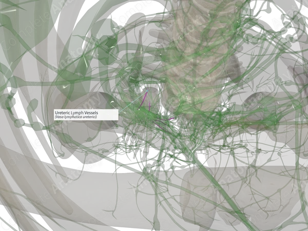 Ureteric Lymph Vessels (Right)