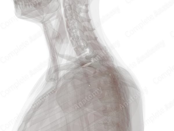 Intervertebral Symphysis (T1-T2)
