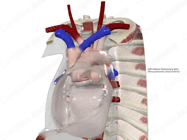 Left Inferior Pulmonary Vein