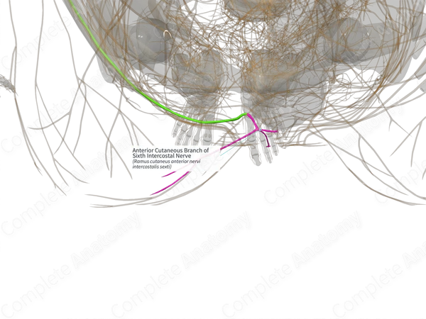 Anterior Cutaneous Branch of Sixth Intercostal Nerve (Right)