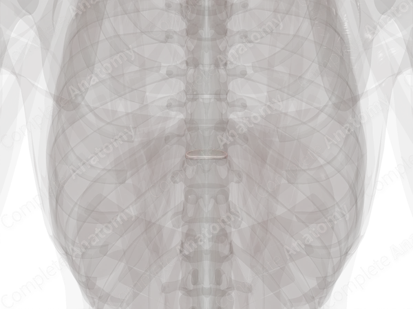 Intervertebral Symphysis (T9-T10)