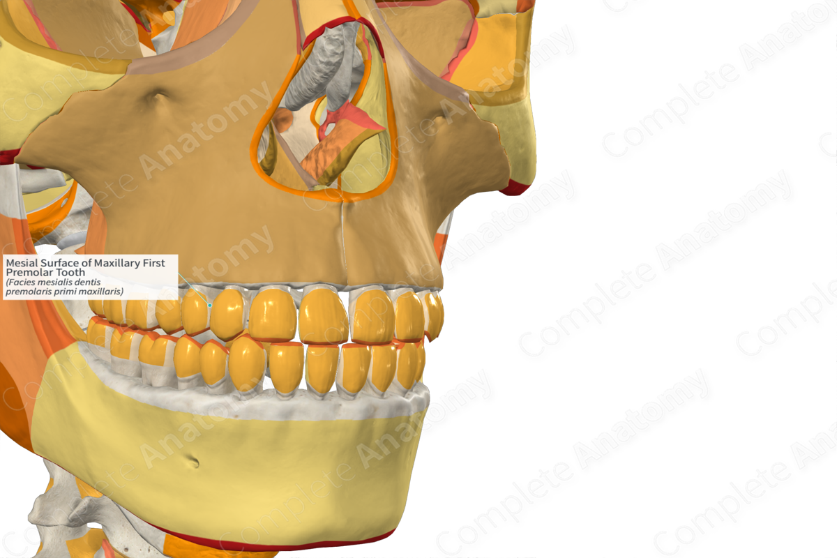 Mesial Surface of Maxillary First Premolar Tooth
