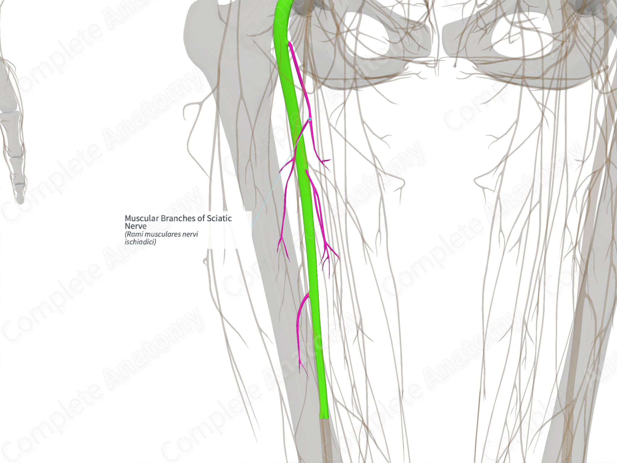 https://cdn.3d4medical.com/complete_anatomy-userdata/video-sticky/23/576eb87a5b.png