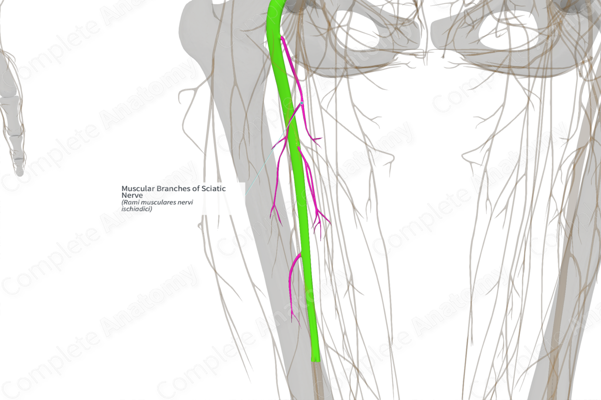 Muscular Branches of Sciatic Nerve (Right)