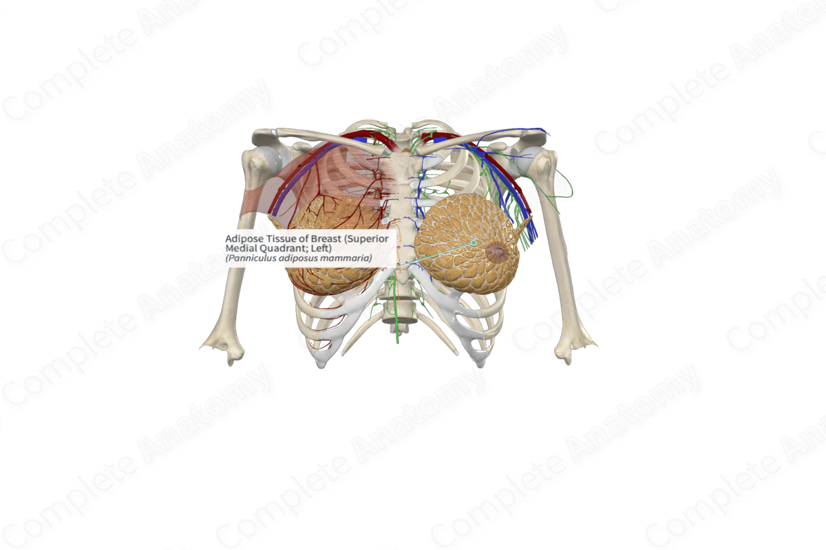 https://cdn.3d4medical.com/complete_anatomy-userdata/video-sticky/23/5bac245d2c.webp