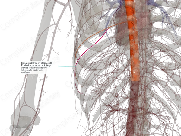 Collateral Branch of Seventh Posterior Intercostal Artery (Left)