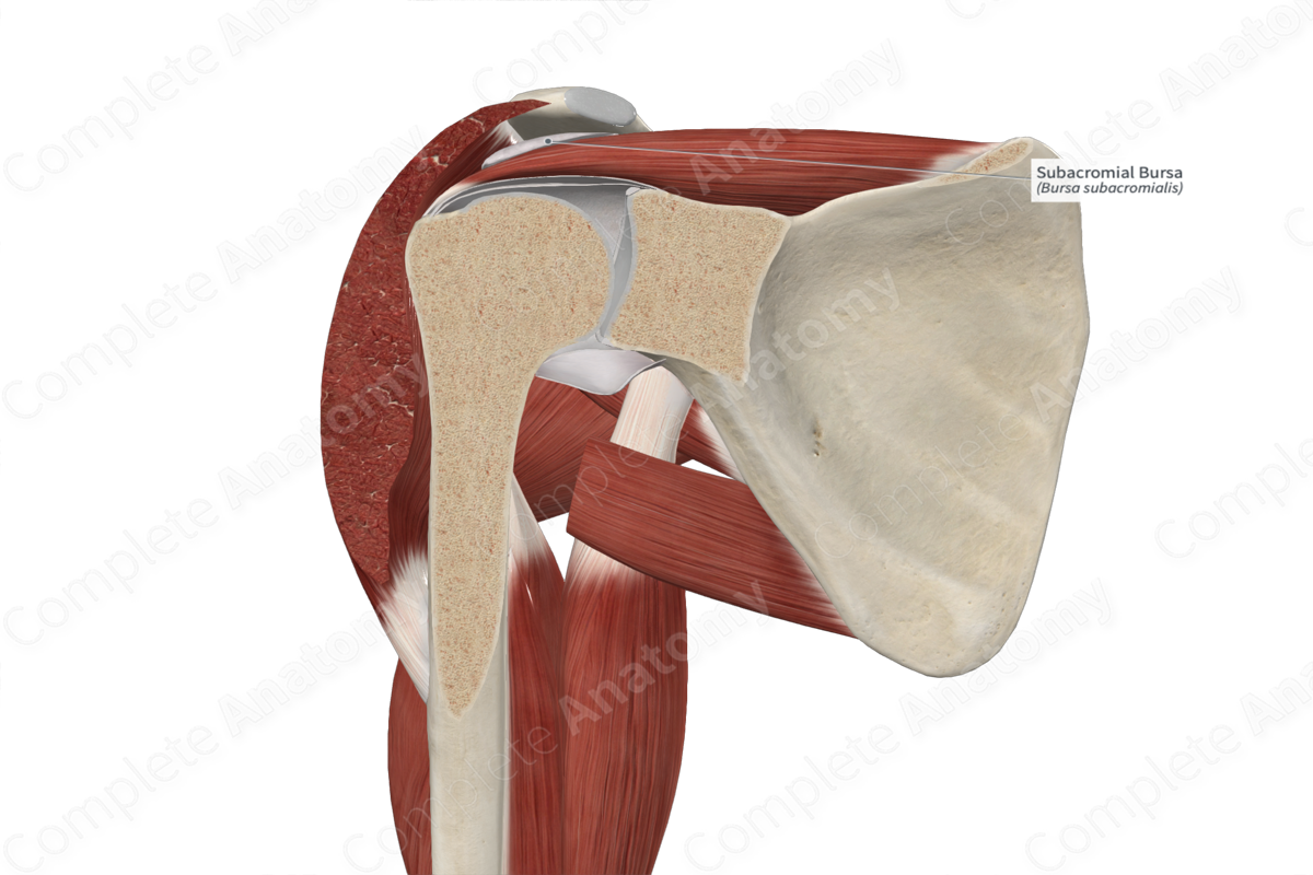 Subacromial Bursa | Complete Anatomy