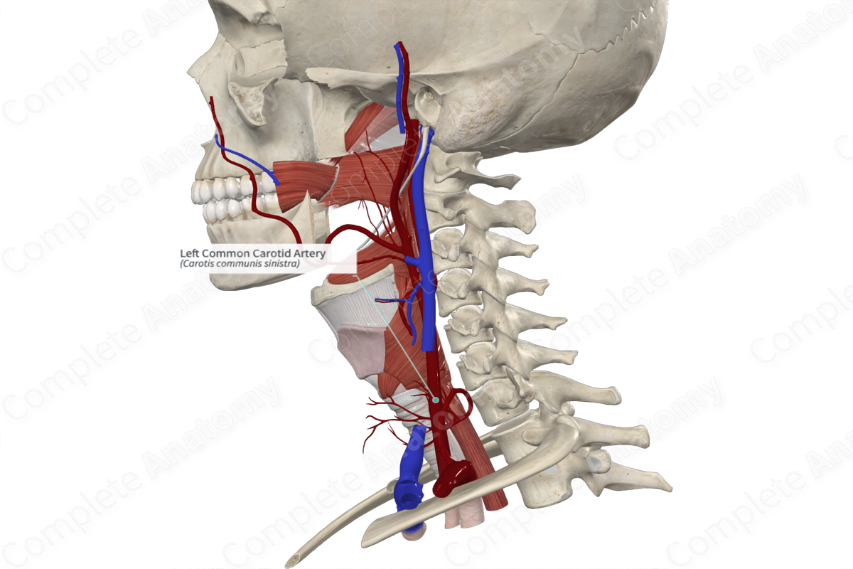 Left Common Carotid Artery